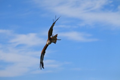 Falke