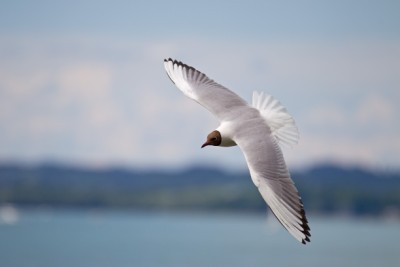 Flieger